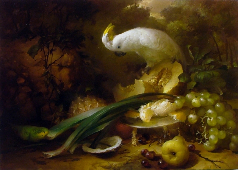 White cockatoo