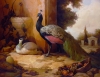 Peacocks
