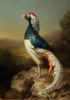 Pheasant